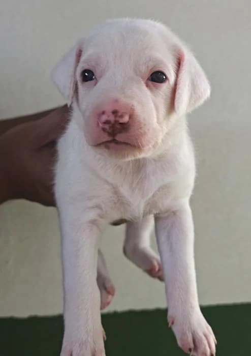 Nube 4, female puppy Mixed Breed for adoption at Protectora del Baix Llobregat