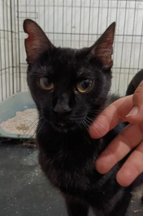 Bombón 4* (caso externo), female puppy European Shorthair for adoption at Protectora del Baix Llobregat