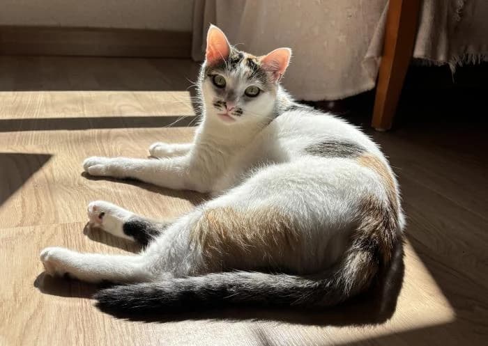 Valentina 4* (c. externo), female senior European Shorthair for adoption at Protectora del Baix Llobregat