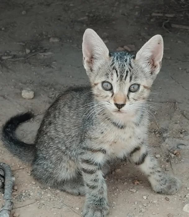 Kenai* (caso externo), male puppy European Shorthair for adoption at Protectora del Baix Llobregat