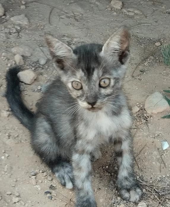 Kenzo 2* (caso externo), male puppy European Shorthair for adoption at Protectora del Baix Llobregat