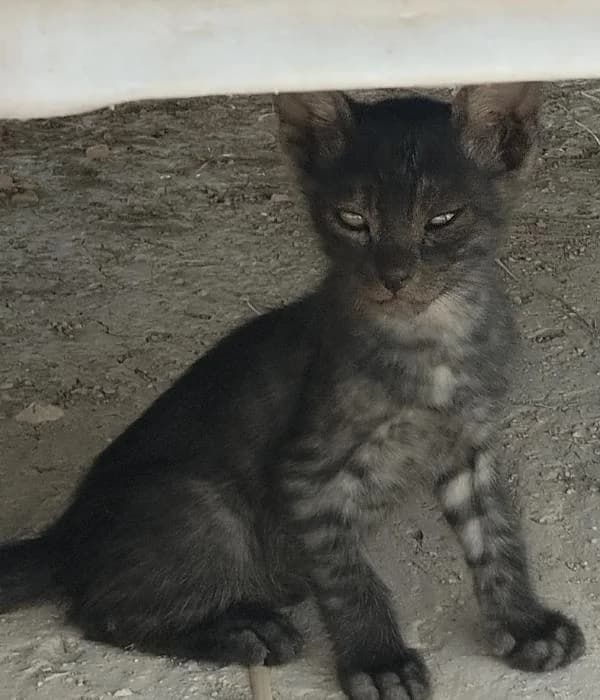 Kuma 2* (caso externo), male puppy European Shorthair for adoption at Protectora del Baix Llobregat