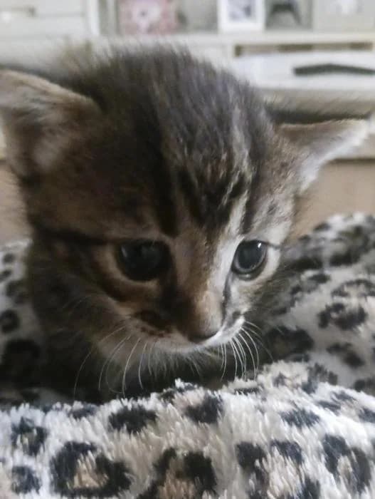 Capi 2* (caso externo), male puppy European Shorthair for adoption at Protectora del Baix Llobregat