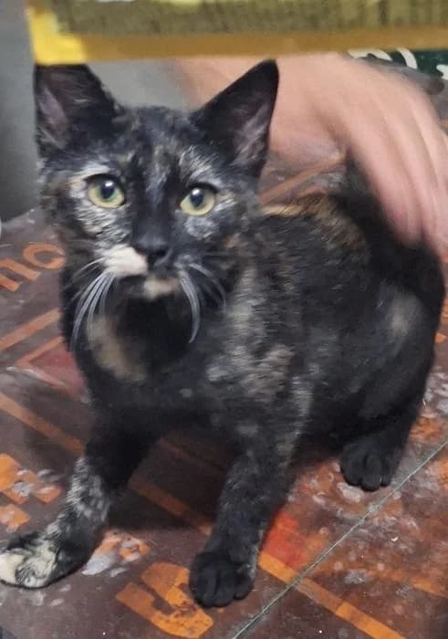 Fresa* (caso externo), female puppy European Shorthair for adoption at Protectora del Baix Llobregat