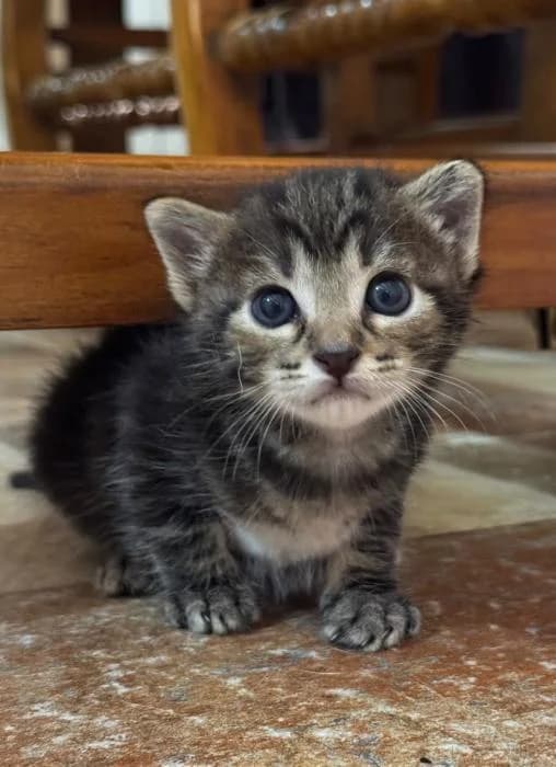 Kinder* (caso externo), male European Shorthair for adoption at Protectora del Baix Llobregat