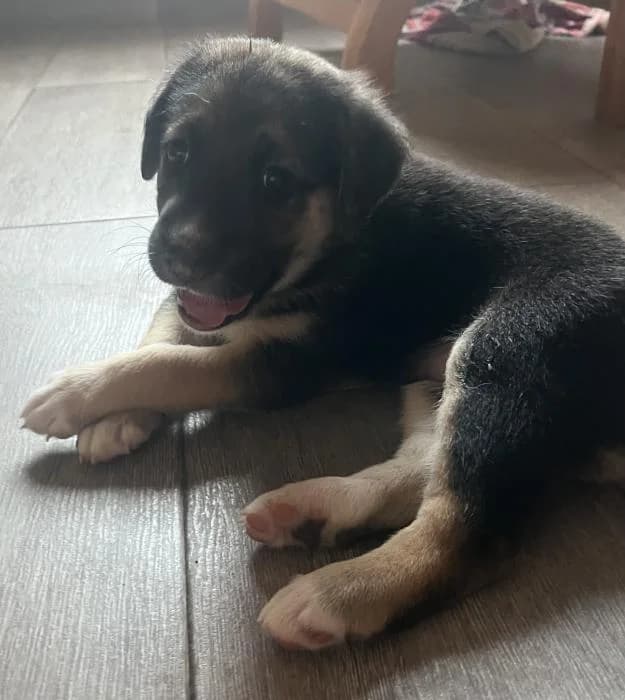 Laia* (caso externo), female puppy Cocker Spaniel for adoption at Protectora del Baix Llobregat