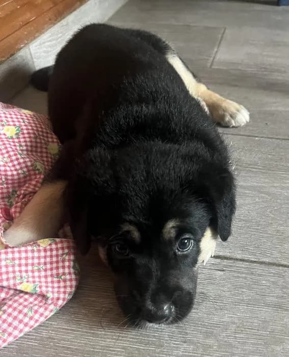 Bruno 9* (caso externo), male puppy Cocker Spaniel for adoption at Protectora del Baix Llobregat