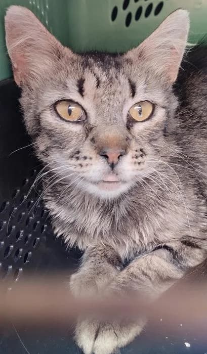 Nicoletta* (caso externo), female 4yo European Shorthair for adoption at Protectora del Baix Llobregat