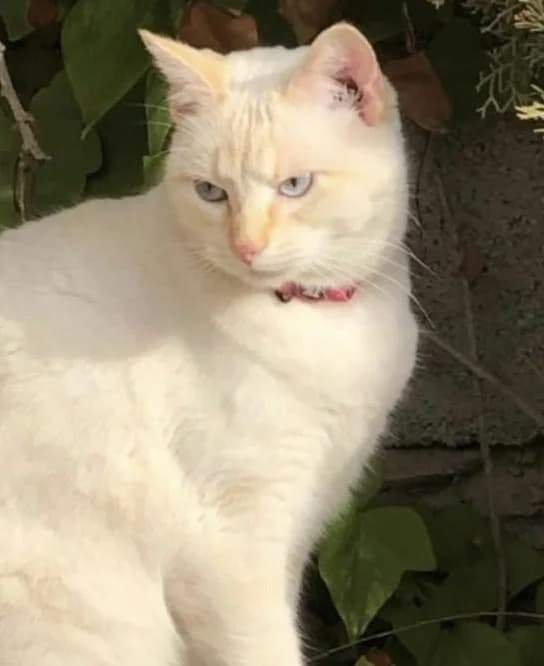 Samantha* (caso externo), female 3yo European Shorthair for adoption at Protectora del Baix Llobregat