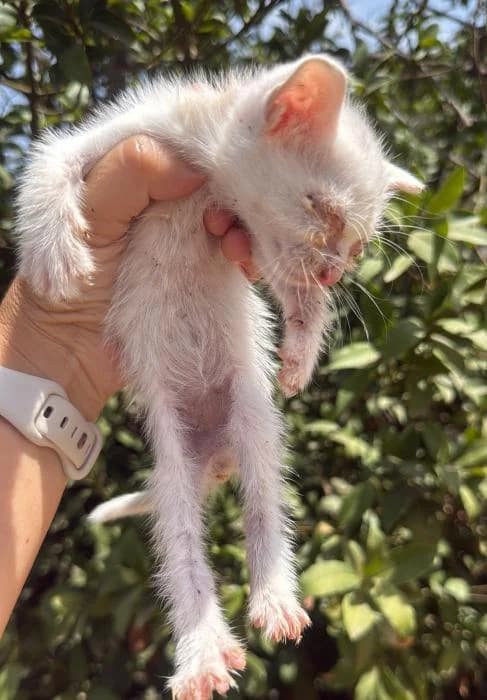 Chufa 2* (caso externo), female puppy European Shorthair for adoption at Protectora del Baix Llobregat