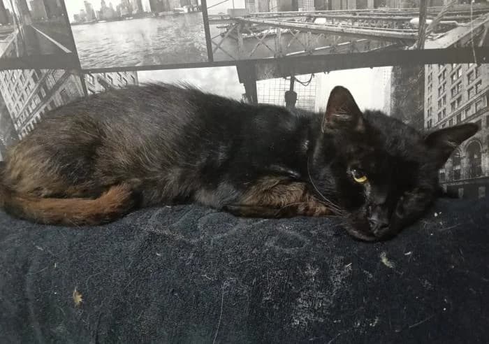 Sombra 5* (caso externo), male 6yo European Shorthair for adoption at Protectora del Baix Llobregat