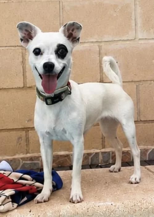 Lupita* (caso externo), female young Mixed Breed for adoption at Protectora del Baix Llobregat