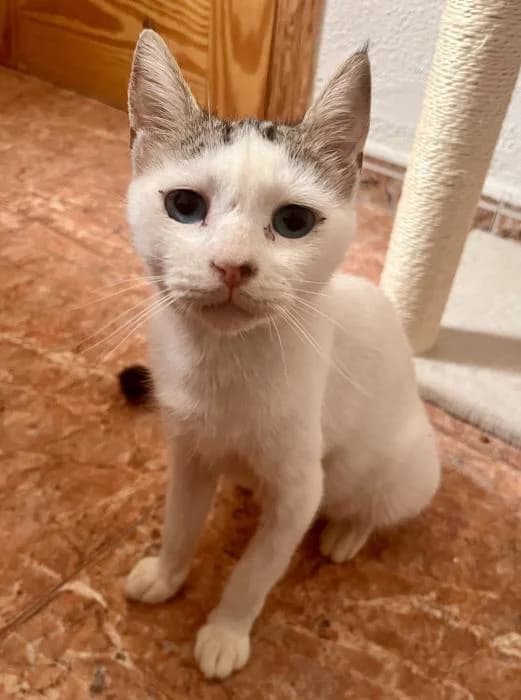 Kamela* (caso externo), female young European Shorthair for adoption at Protectora del Baix Llobregat