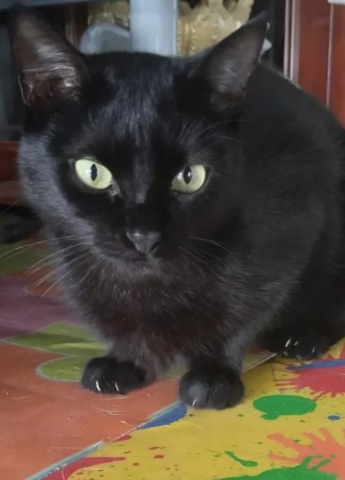 DesdΓ©n* (caso externo), female puppy European Shorthair for adoption at Protectora del Baix Llobregat