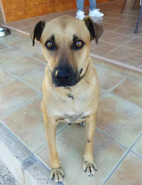 Milo 5* (caso externo), male 6yo Mixed Breed for adoption at Protectora del Baix Llobregat