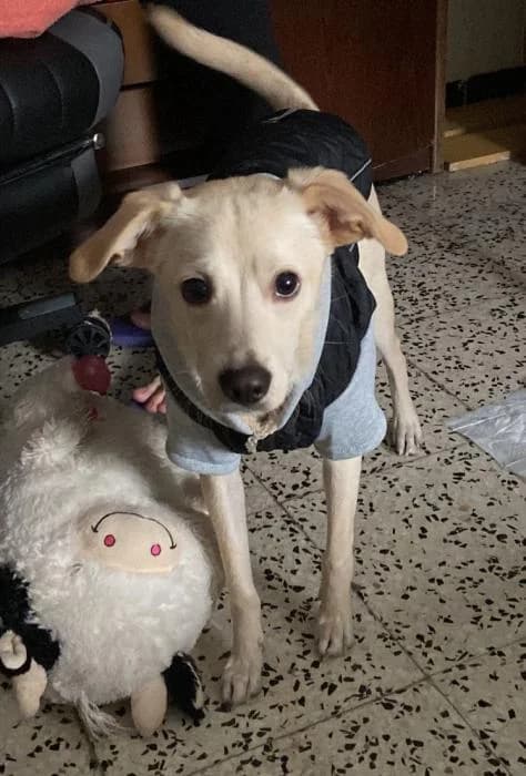 Tobby 4* (caso externo), male 3yo Mixed Breed for adoption at Protectora del Baix Llobregat