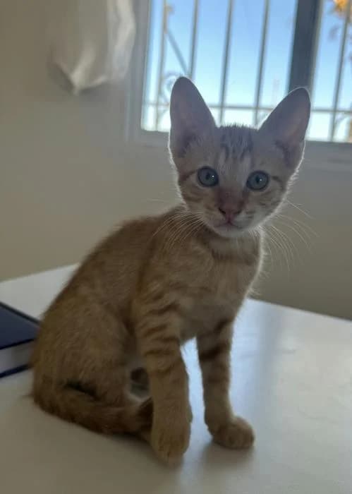 Gary 2* (caso externo), male puppy European Shorthair for adoption at Protectora del Baix Llobregat