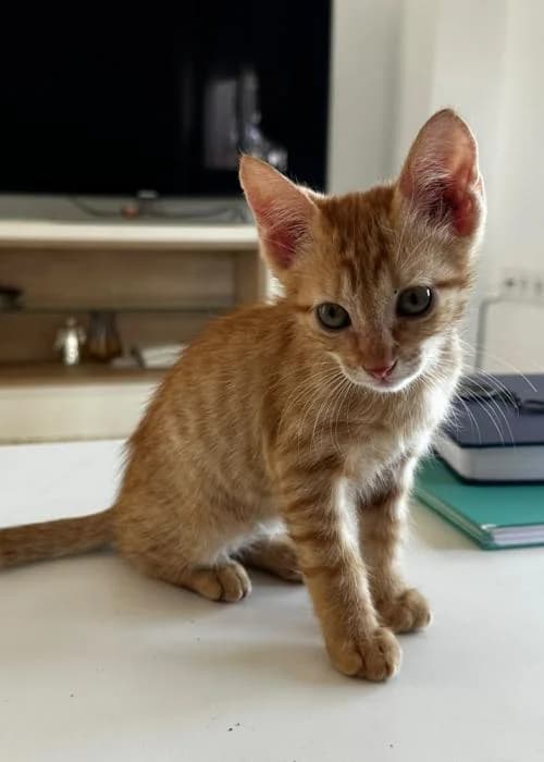 Tobi* (caso externo), male puppy European Shorthair for adoption at Protectora del Baix Llobregat