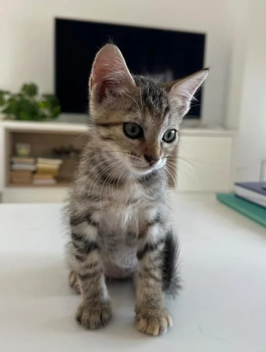 Mini 6* (caso externo), female puppy European Shorthair for adoption at Protectora del Baix Llobregat