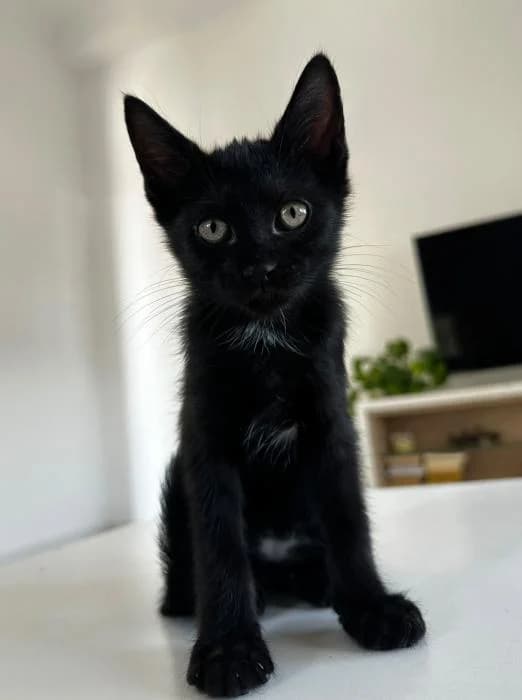 Katy 2* (caso externo), female puppy European Shorthair for adoption at Protectora del Baix Llobregat