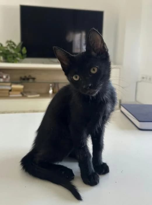 Annie 2* (caso externo), female puppy European Shorthair for adoption at Protectora del Baix Llobregat