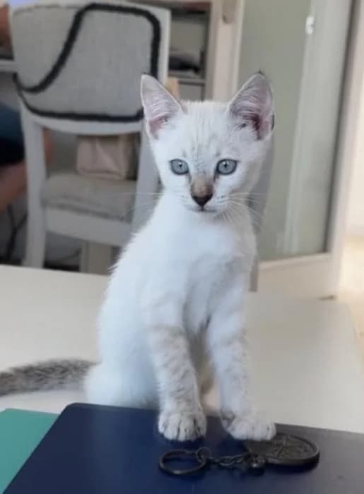 Carmi* (caso externo), female puppy European Shorthair for adoption at Protectora del Baix Llobregat