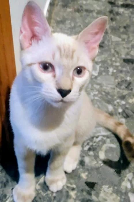 Polo 2* (caso externo), male puppy European Shorthair for adoption at Protectora del Baix Llobregat