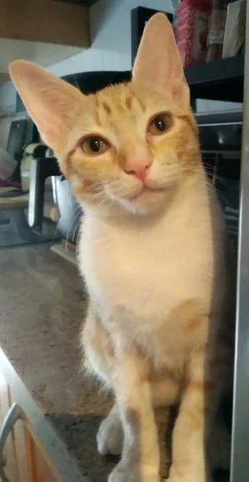 Miel* (caso externo), female puppy European Shorthair for adoption at Protectora del Baix Llobregat