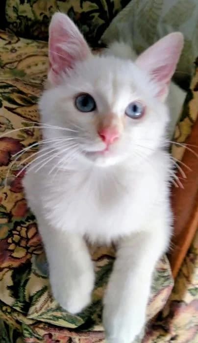 Algodón* (caso externo), male puppy European Shorthair for adoption at Protectora del Baix Llobregat