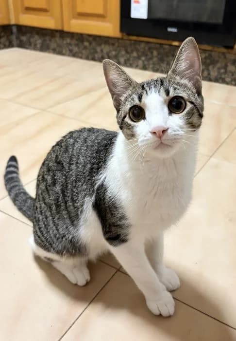 Milo 2* (caso externo), male puppy European Shorthair for adoption at Protectora del Baix Llobregat