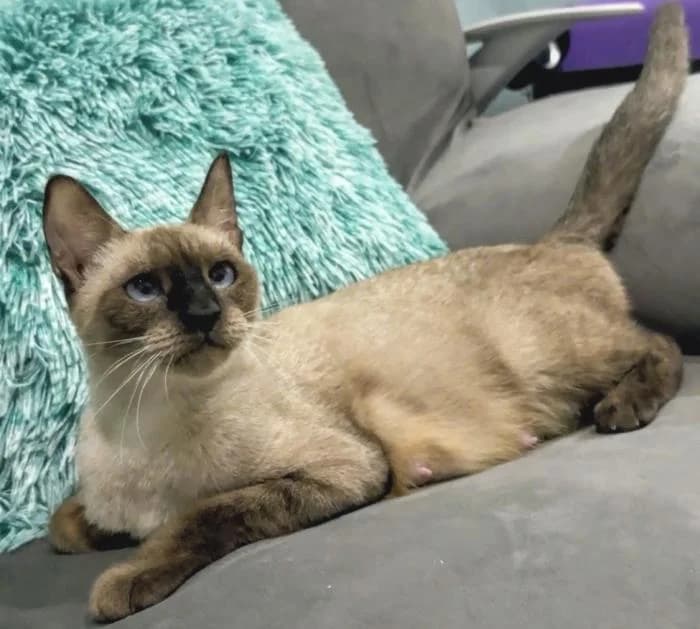 Tara 4* (caso externo), female young European Shorthair for adoption at Protectora del Baix Llobregat