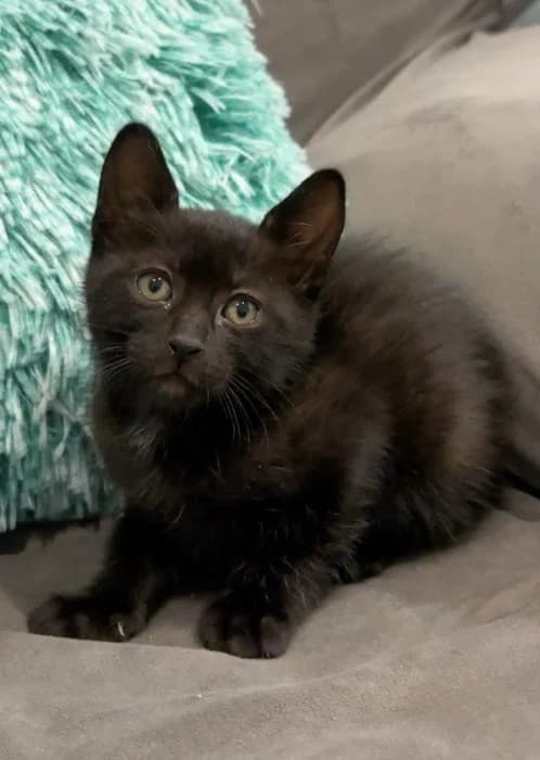 Piper* (caso externo), female puppy European Shorthair for adoption at Protectora del Baix Llobregat