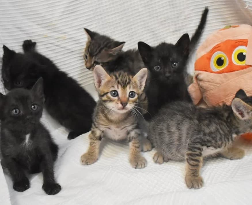 6 HERMANITOS, male mixed breed for adoption at Protectora de Burjassot