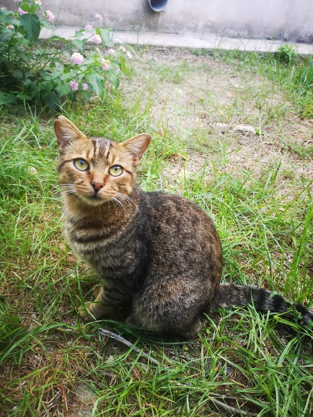 MARIANO, male Mixed Breed for adoption at Protectora de Burjassot