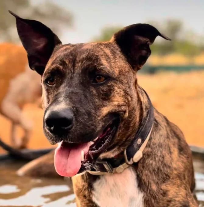 MAX, male young Mixed Breed for adoption at Protectora de Burjassot