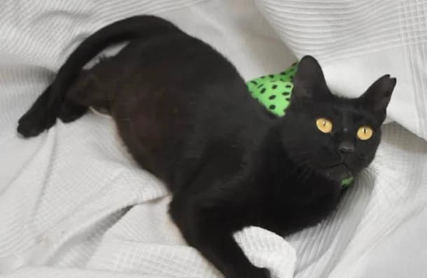 SUERTE, female Mixed Breed for adoption at Protectora de Burjassot