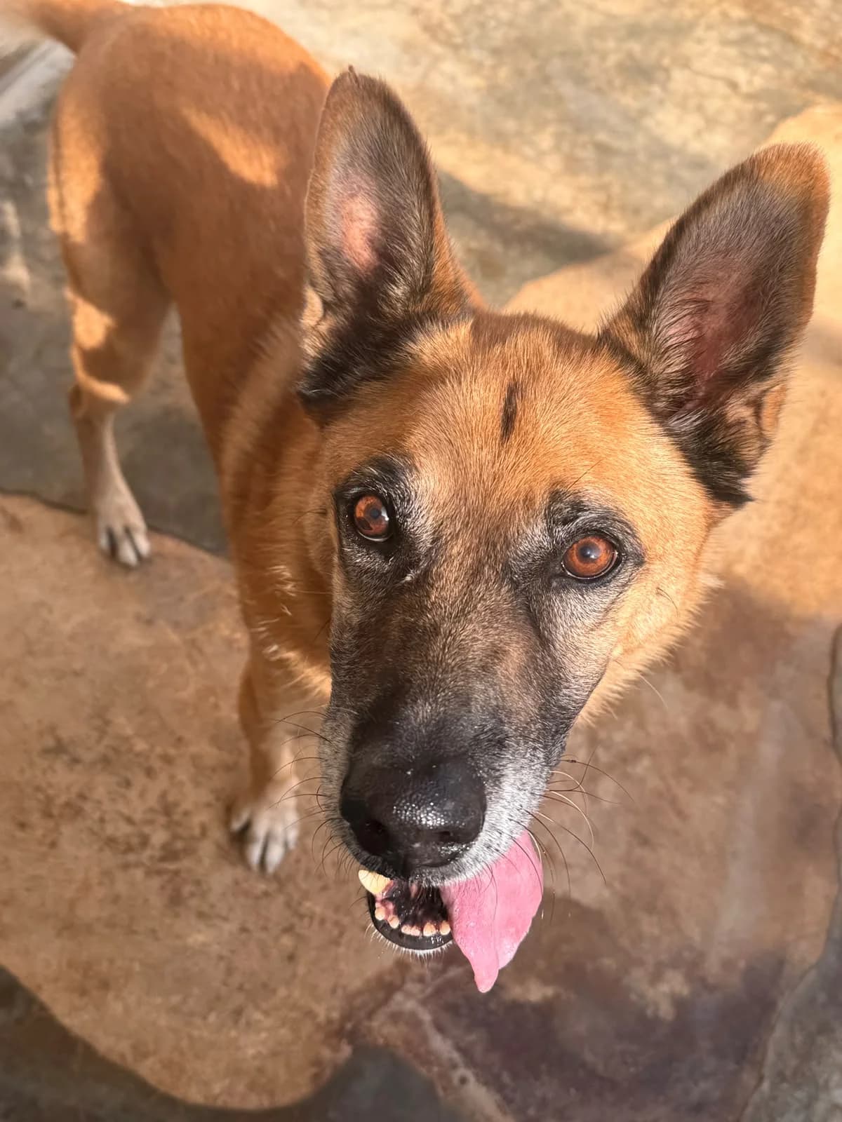 AARON, male Mixed Breed for adoption at Protectora Alcoy
