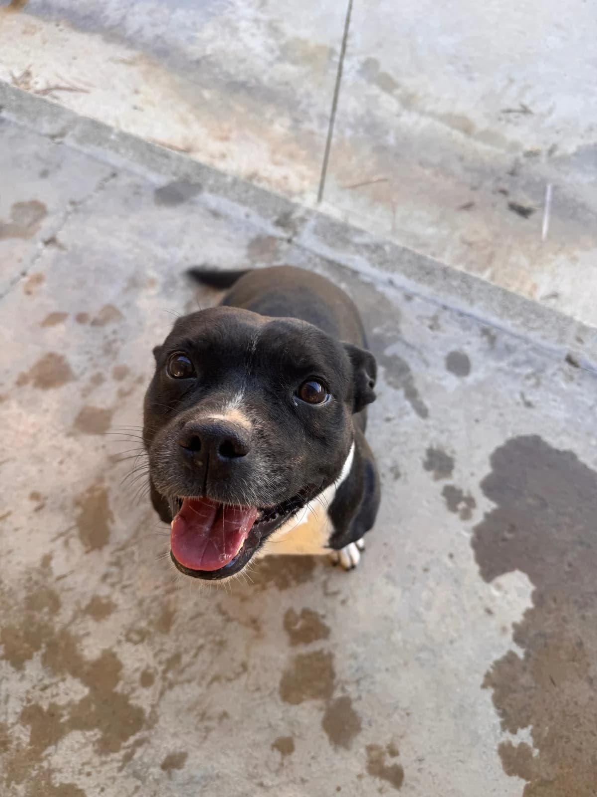 CHULA, female Mixed Breed for adoption at Protectora Alcoy