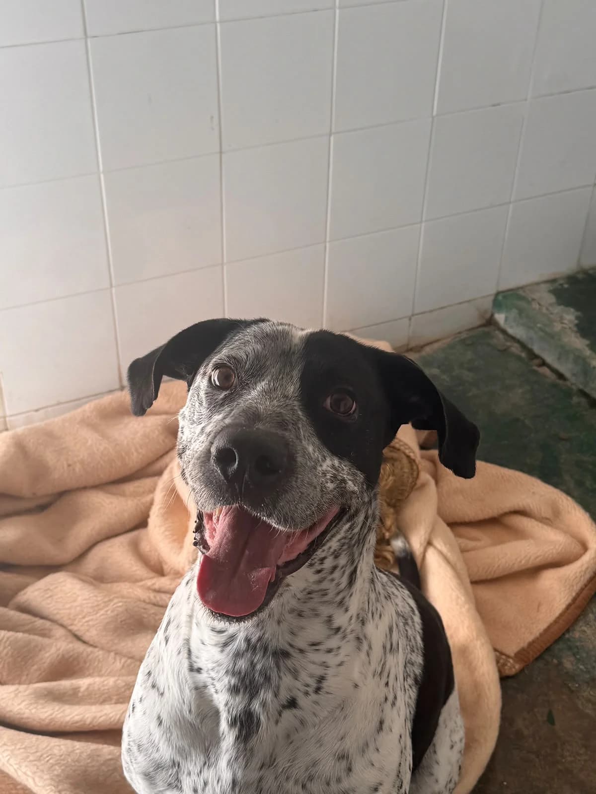 CHUSO, male Mixed Breed for adoption at Protectora Alcoy