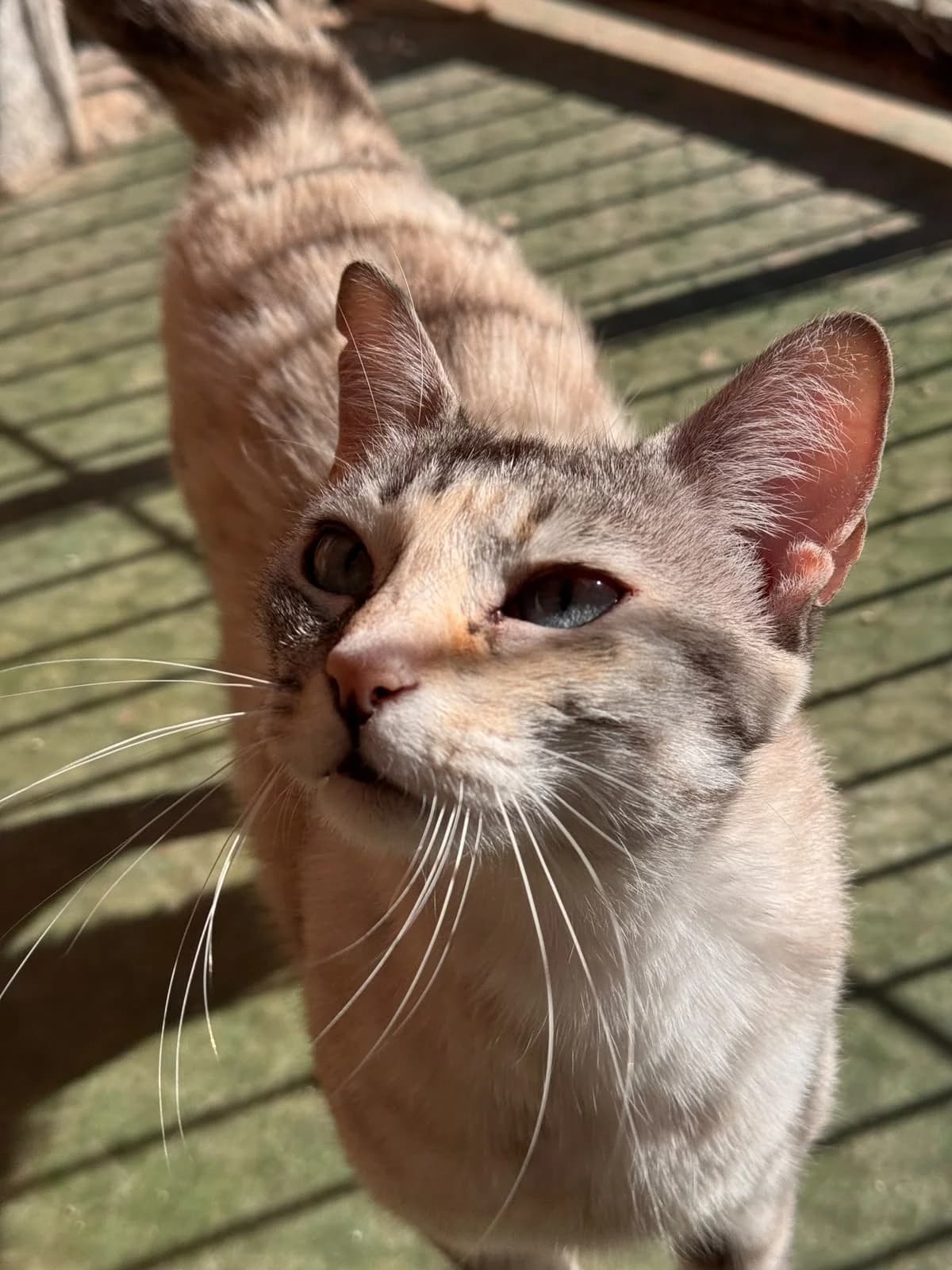 FINI, female Mixed Breed for adoption at Protectora Alcoy