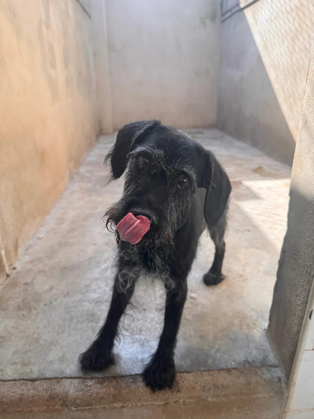 FOSC, male Mixed Breed for adoption at Protectora Alcoy