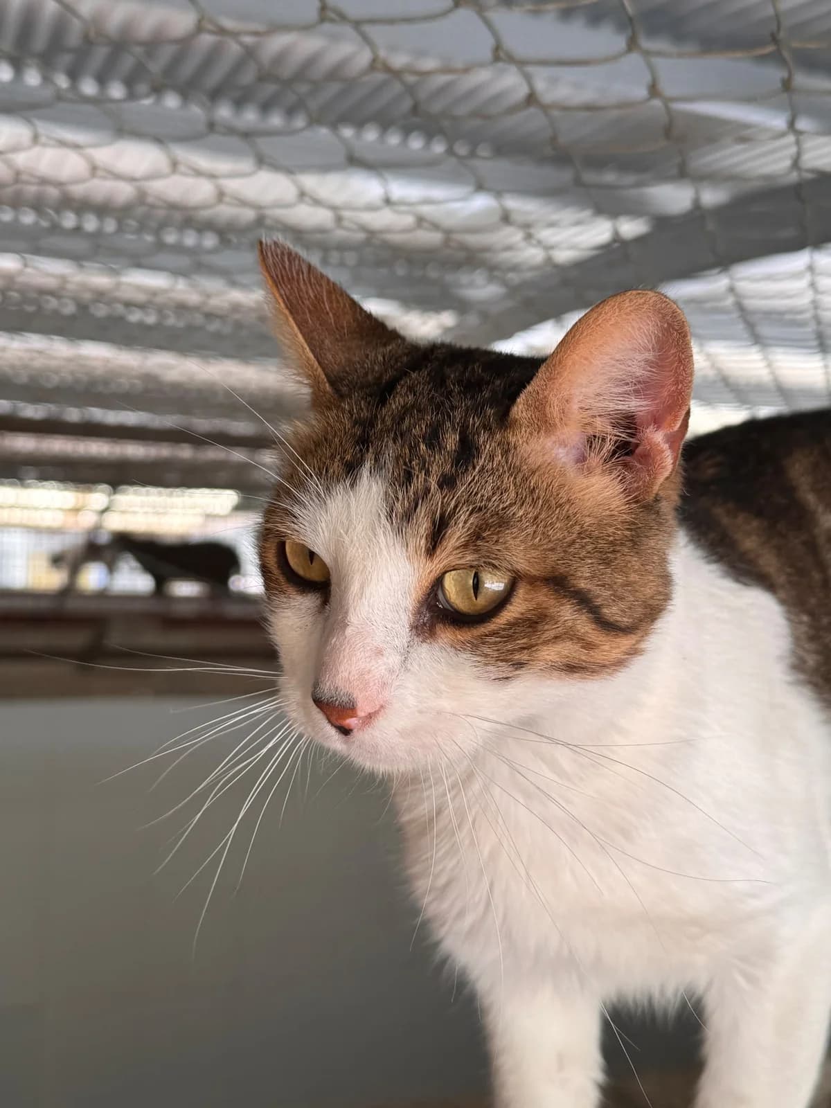 LEO, female Mixed Breed for adoption at Protectora Alcoy