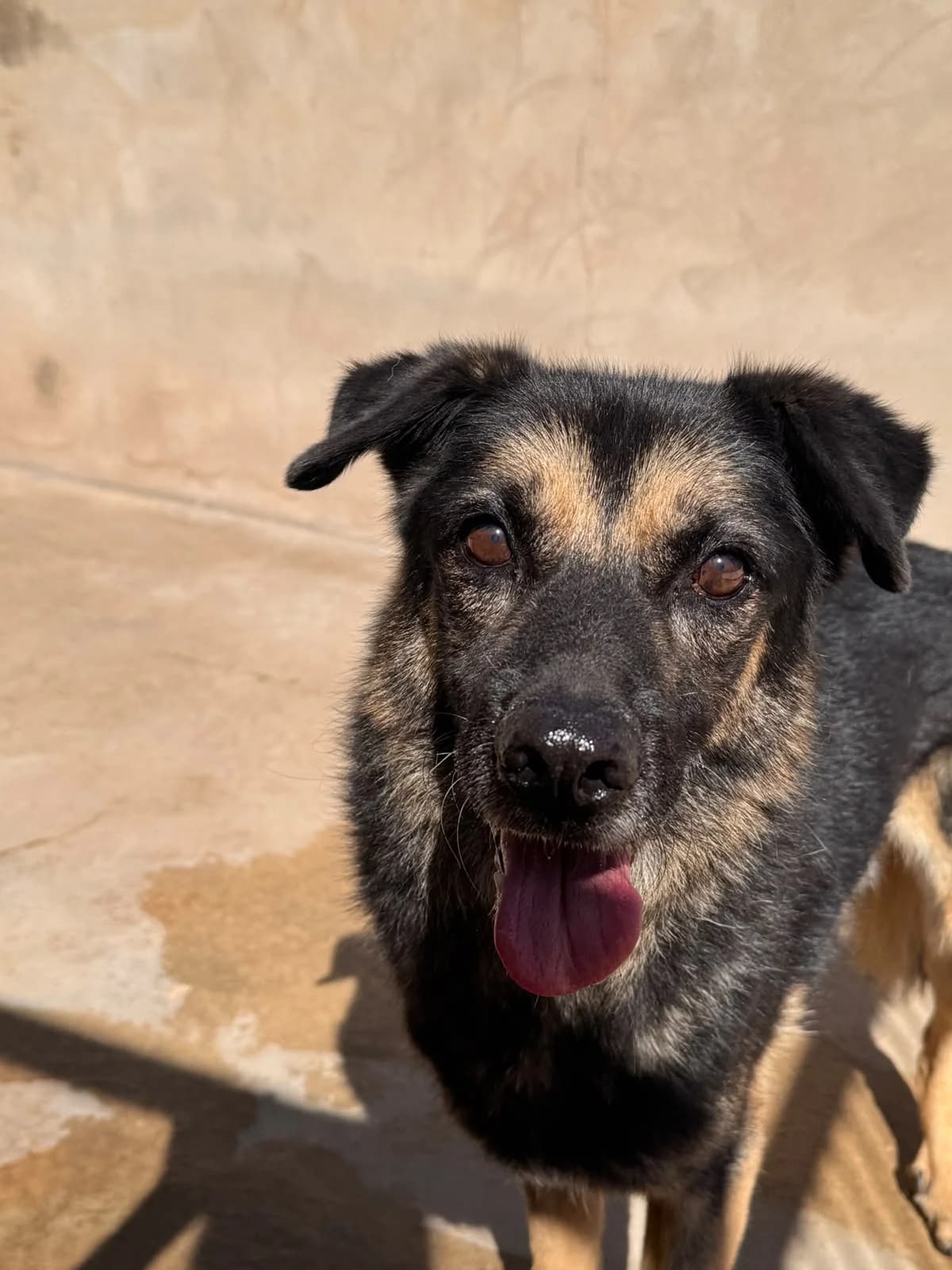 SOMBRA, male Mixed Breed for adoption at Protectora Alcoy
