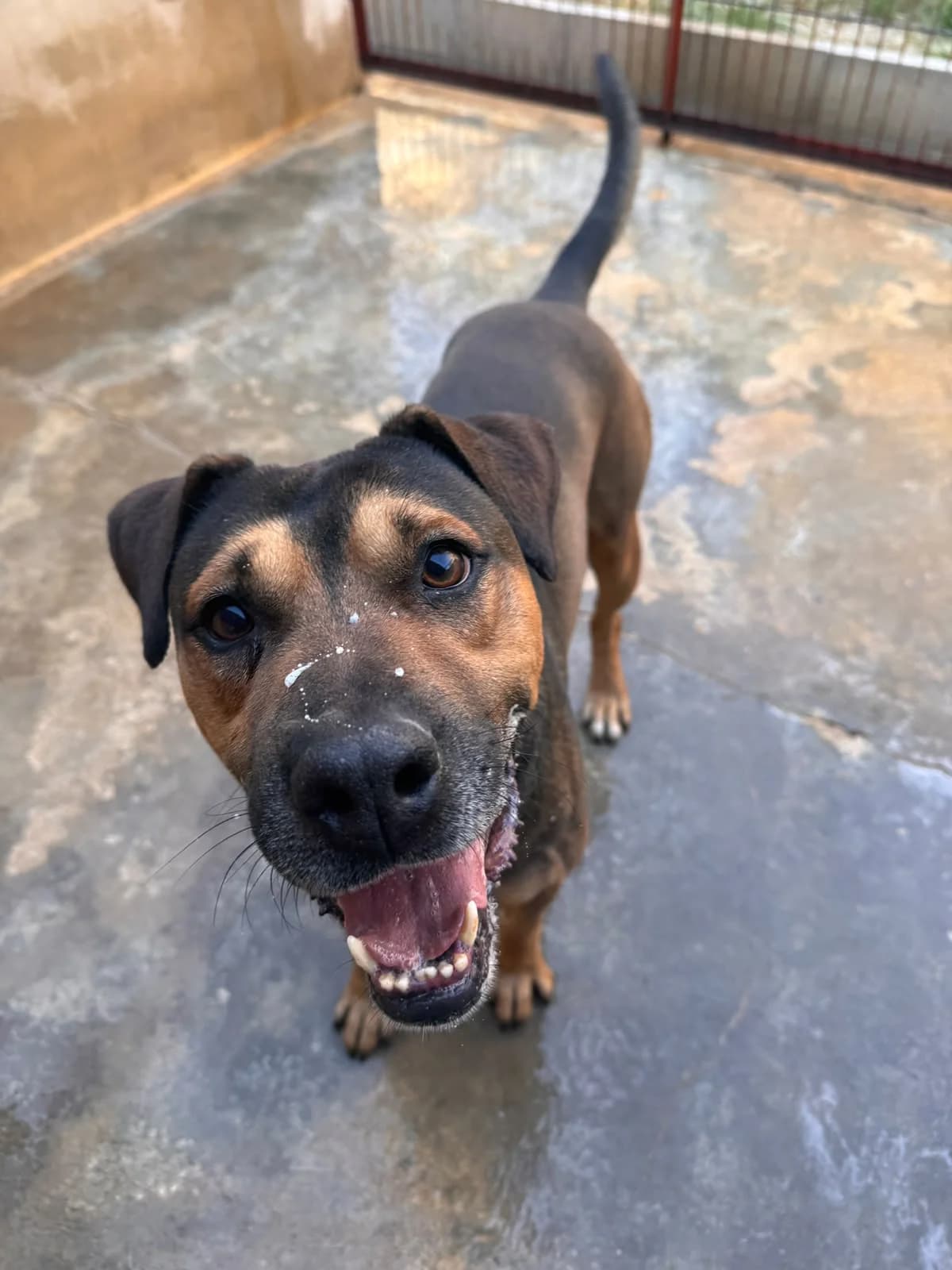 SULLY, male Mixed Breed for adoption at Protectora Alcoy