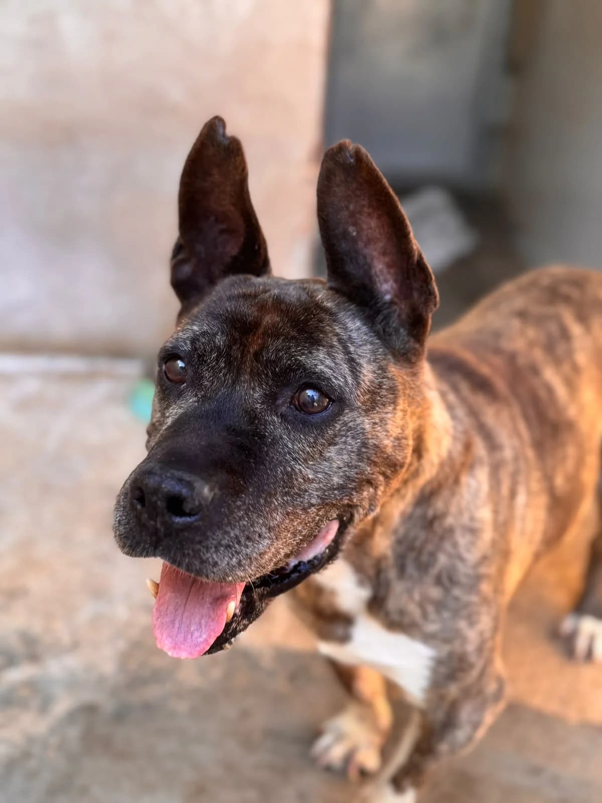 SULTรN, male Mixed Breed for adoption at Protectora Alcoy