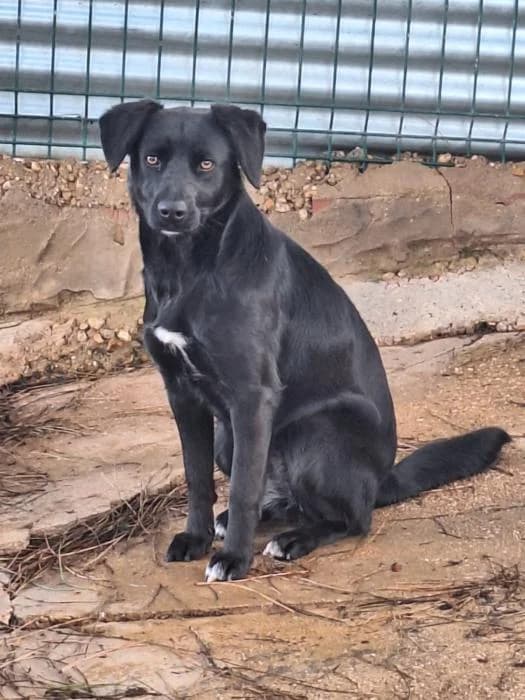 NALA, female Labrador Retriever for adoption at Protectora Ayamonte