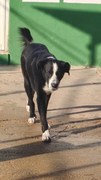 ONIX, male mixed breed for adoption at Protectora Ayamonte