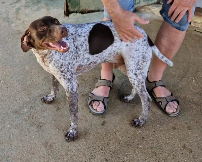 DALKY, male Pointer for adoption at Protectora Ayamonte