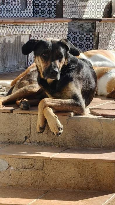 FRIDA, female mixed breed for adoption at Protectora Ayamonte