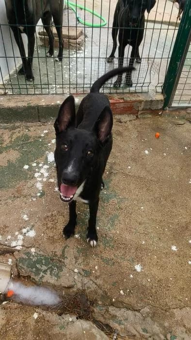 TANGO, male mixed breed for adoption at Protectora Ayamonte